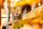 猫              