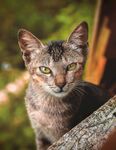 猫              