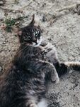 猫              
