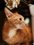 猫              
