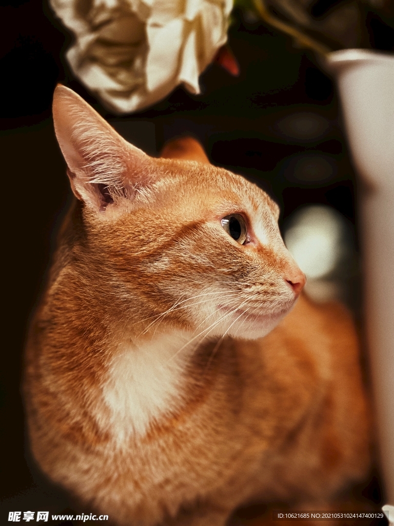 猫              