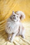 猫              