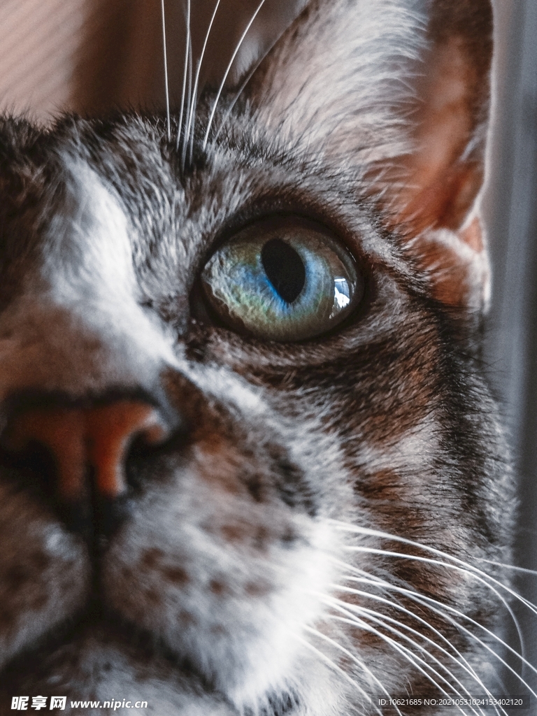 猫              