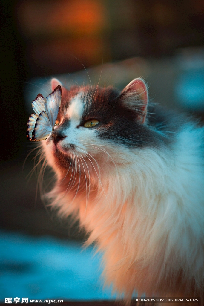 猫              