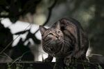 猫              