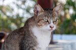 猫              