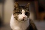 猫              