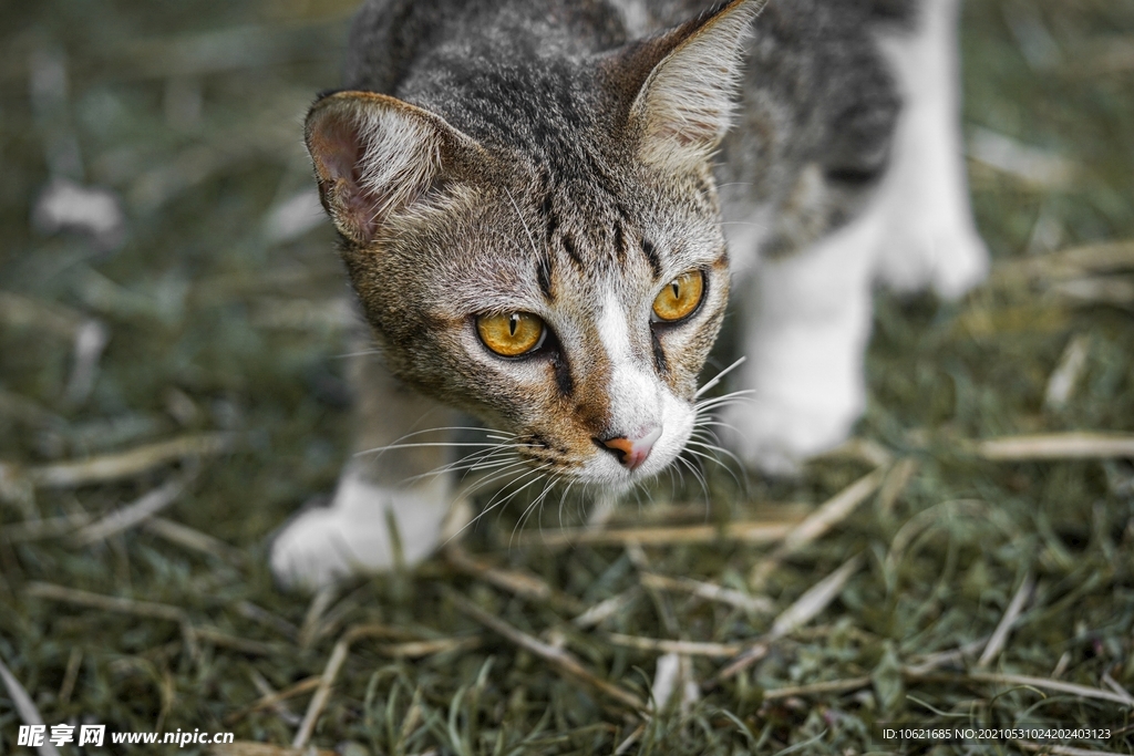 猫              