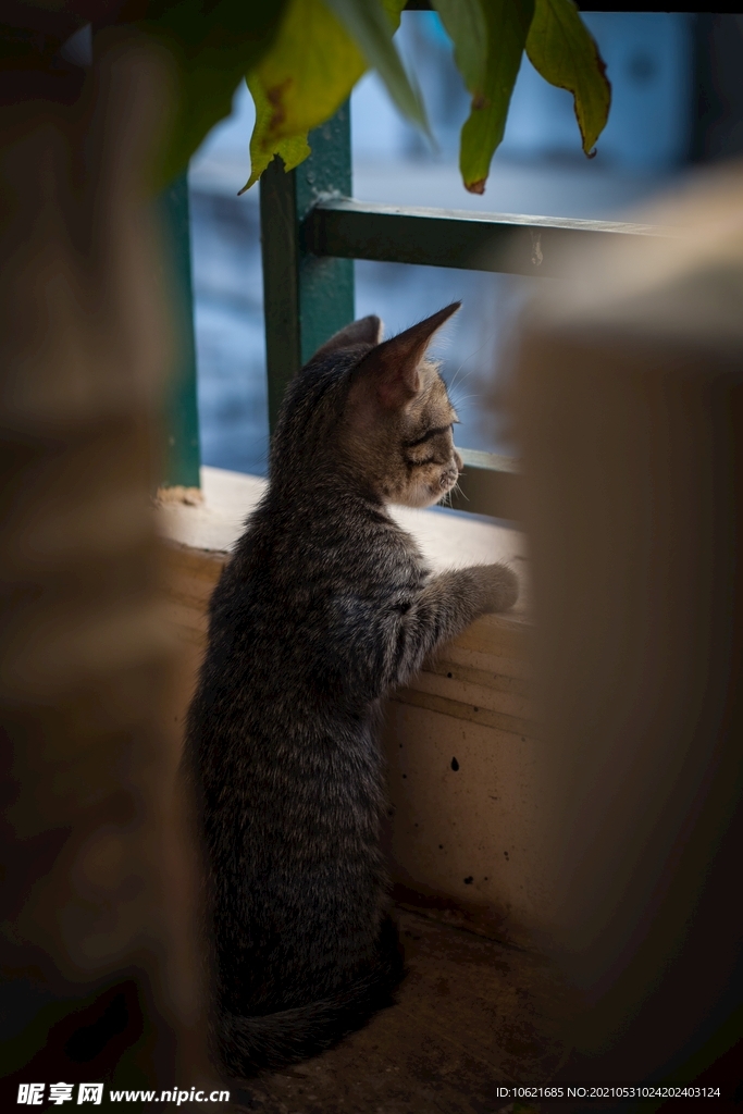 猫              