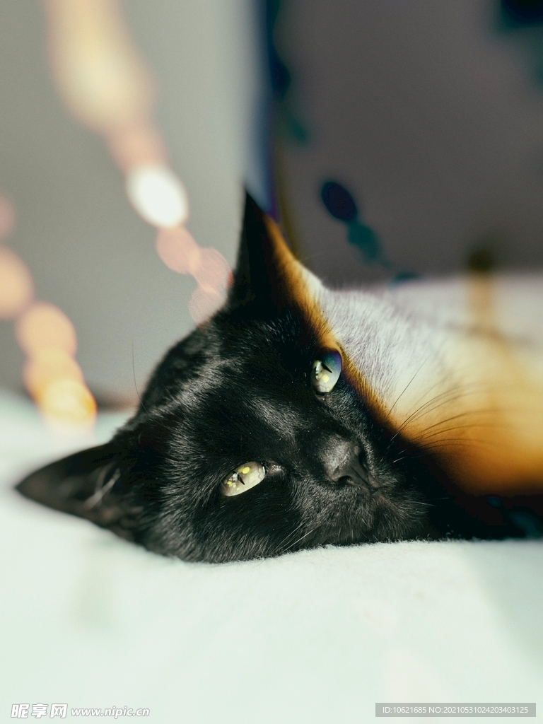 猫              