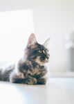 猫              