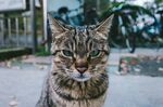 猫              