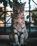 猫              
