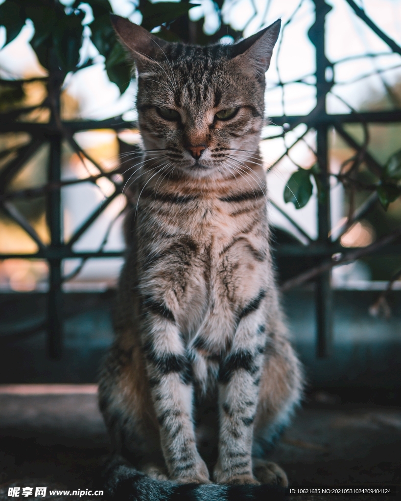 猫              