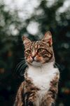 猫              