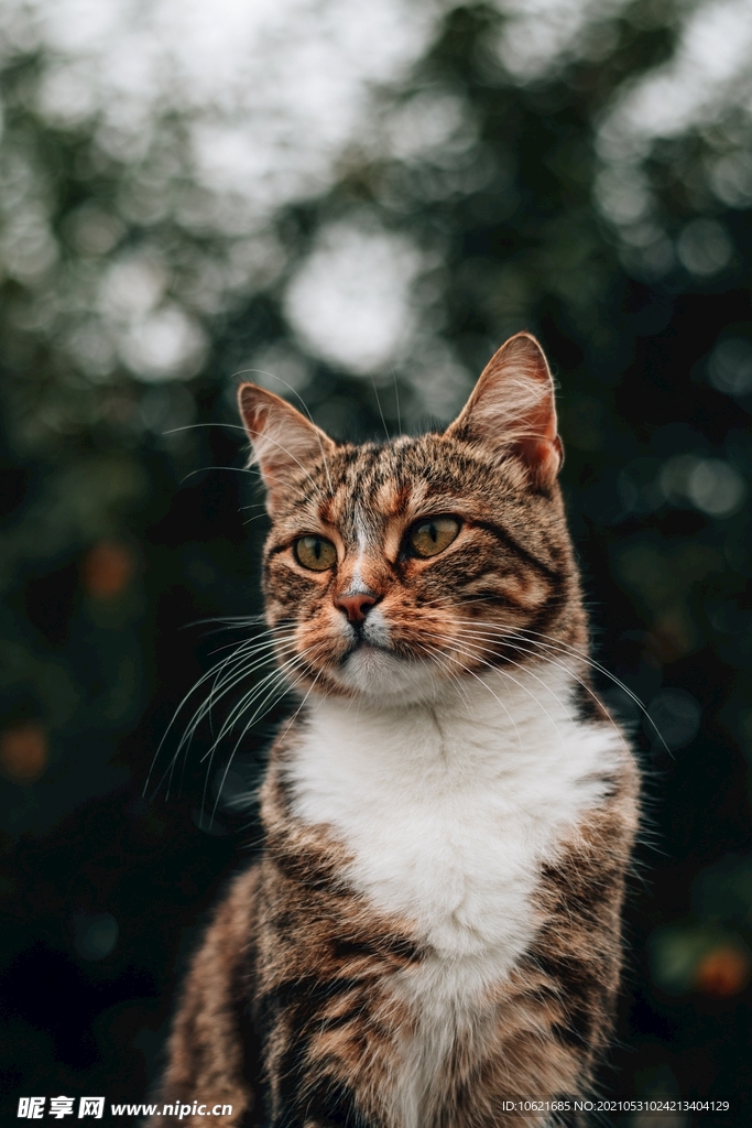 猫              