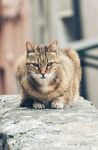 猫              