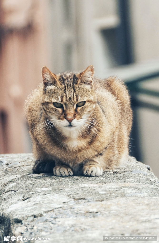 猫              