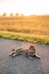 猫              