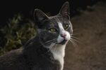 猫              