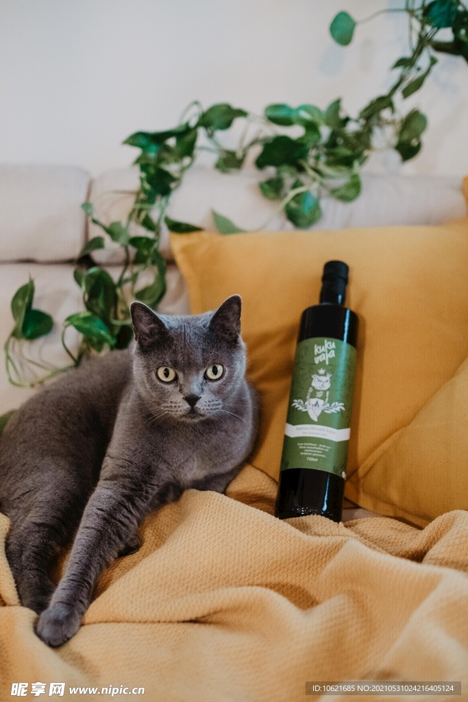 猫              