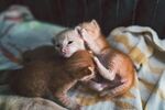 猫              