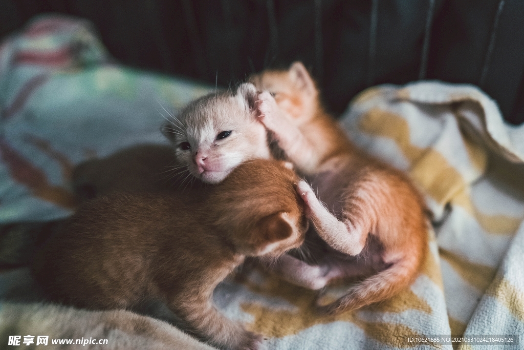猫              