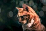 猫              