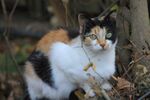 猫              