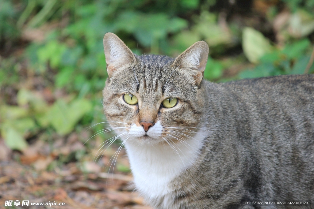 猫              