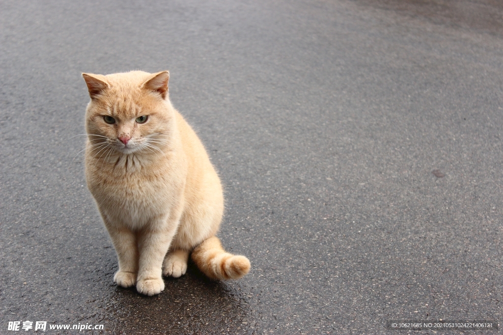 猫              