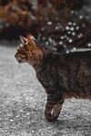 猫              