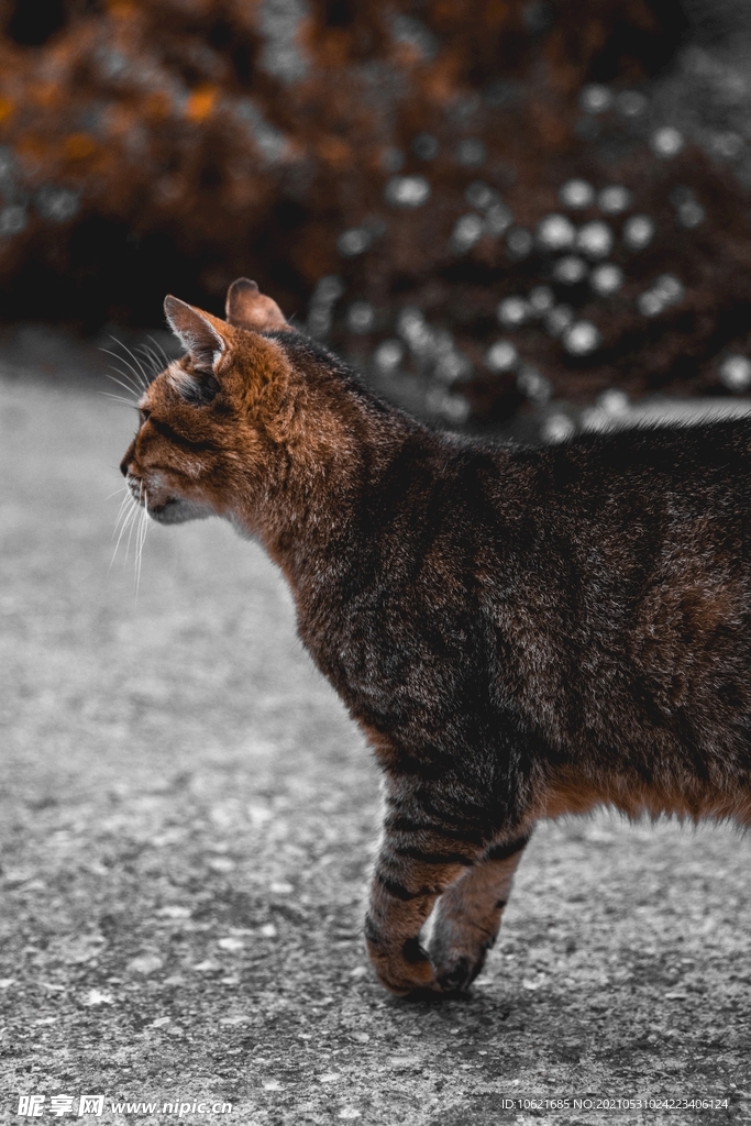 猫              