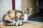 猫              