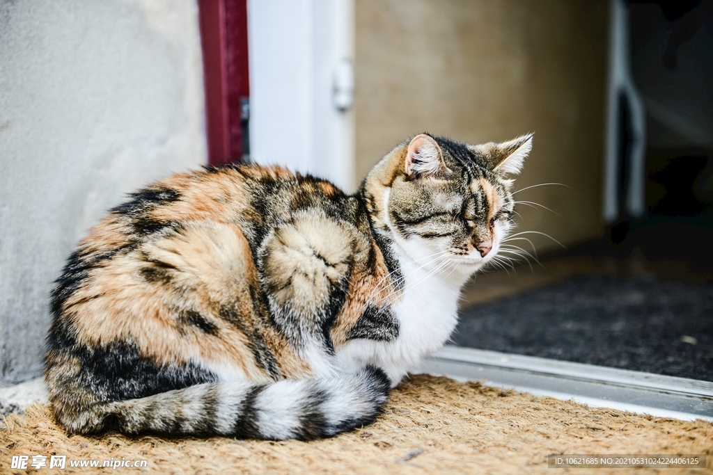 猫              