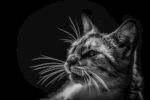 猫              