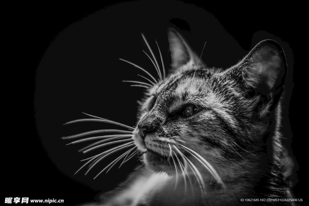 猫              