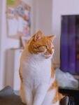 猫              