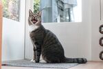 猫              