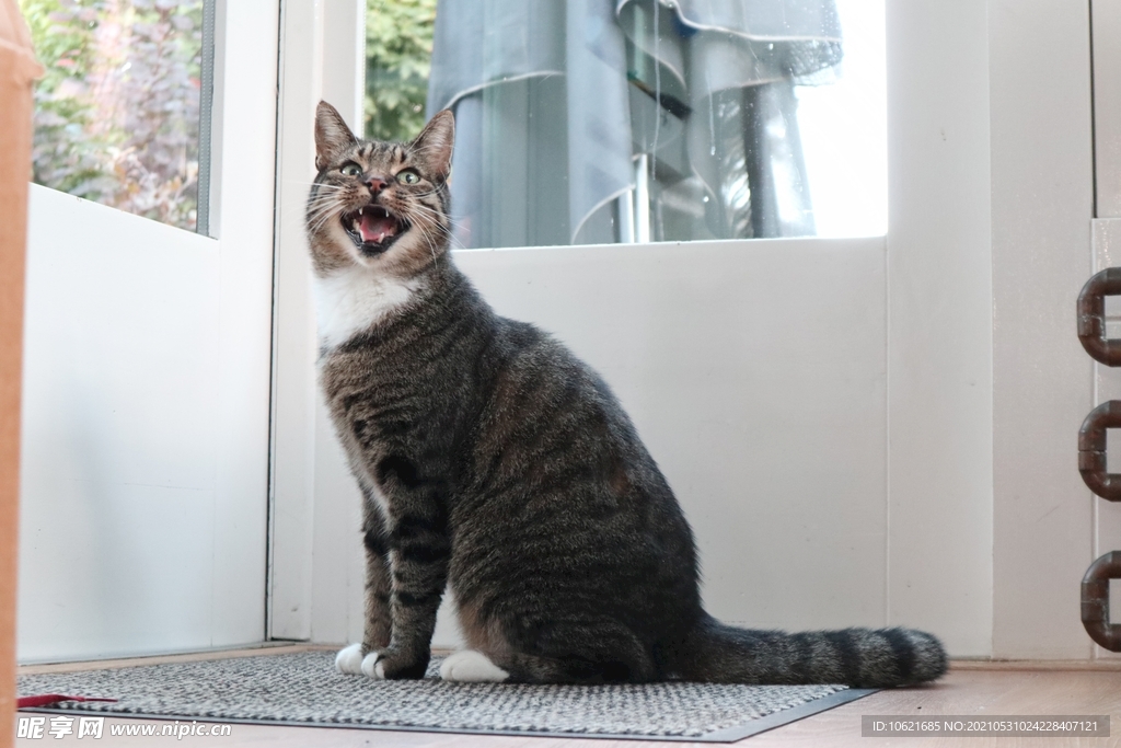 猫              