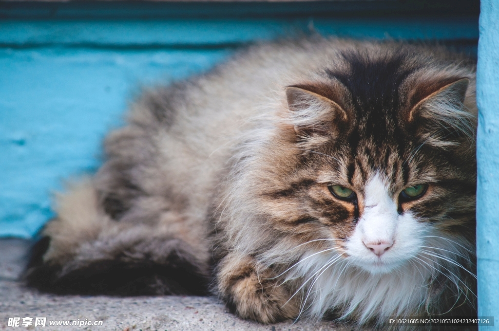 猫              