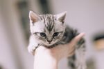猫              
