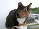 猫              