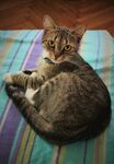 猫              