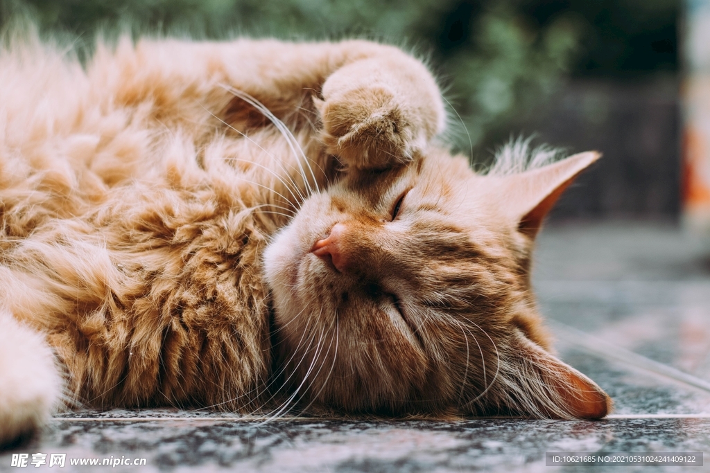 猫              