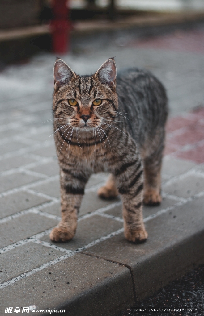 猫              