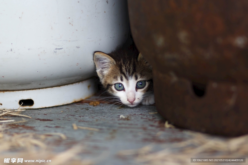 猫              
