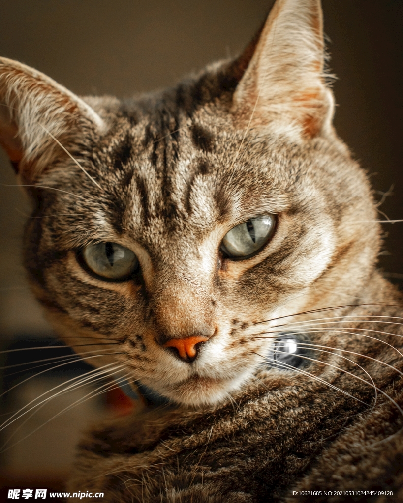 猫              