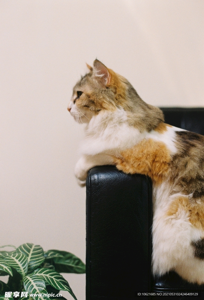 猫              