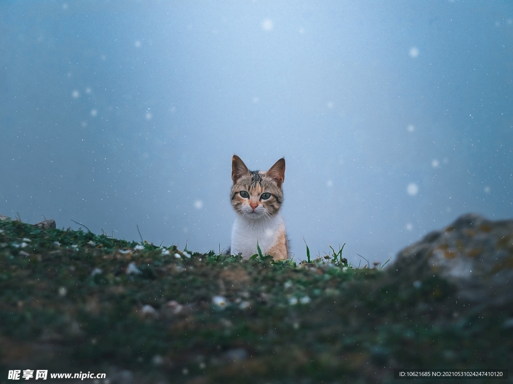 猫              